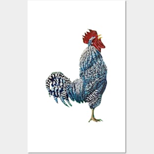 Rocky the Barred Rock Posters and Art